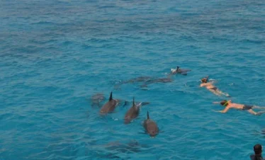 Dolphin House Sea Trip From Safaga