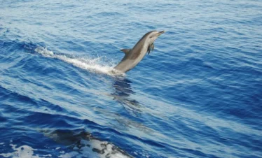 VIP Dolphin tour From Safaga