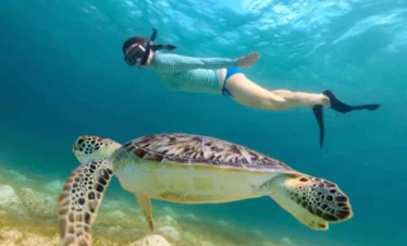 Abu Dabbab Bay Turtle | Dugong manatee excursion From Safaga