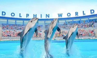 Dolphin show From Safaga